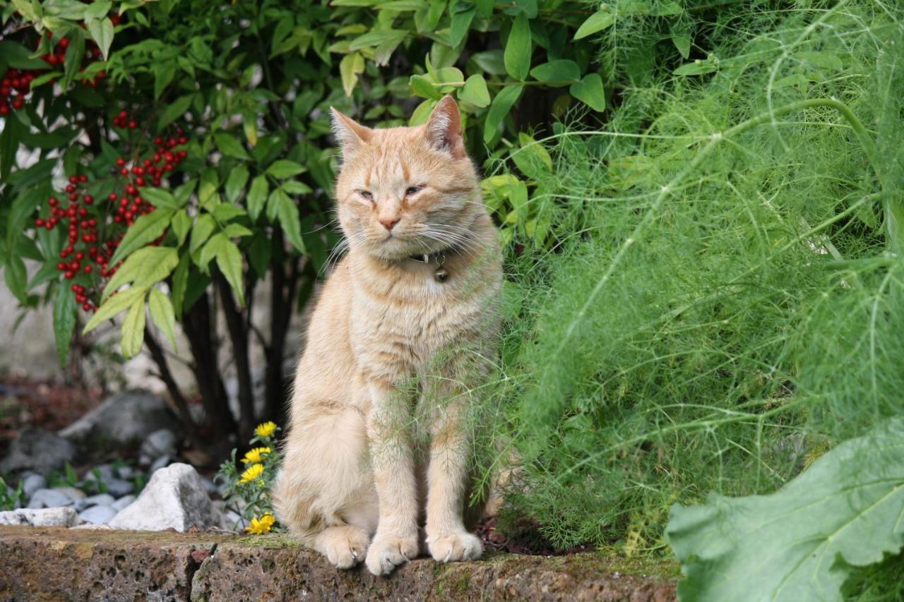 B&B Poggio Caiar Caprino Veronese Dış mekan fotoğraf